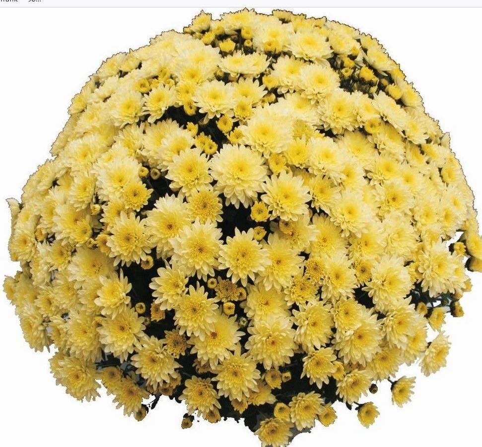 Branfountain Lemon Kasımpatı Krizantem Çiçeği Fidesi (1 Adet)