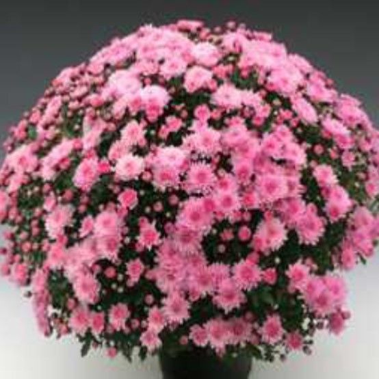 Branperfect Pink Kasımpatı Krizantem Çiçeği Fidesi (1 Adet)