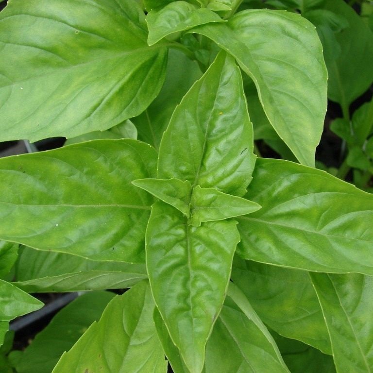 Geniş Yapraklı İtalyan Fesleğen Tohumu (1 kg)