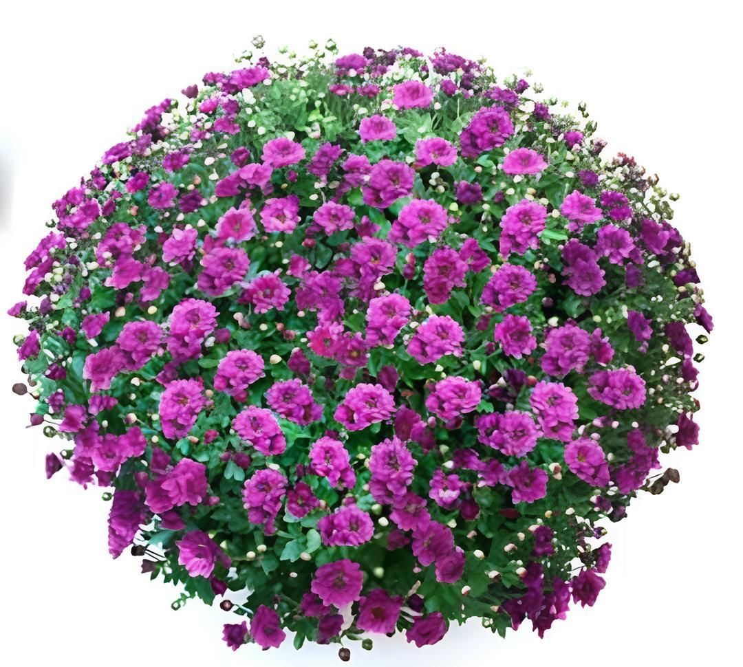 Bransmart Purple Kasımpatı Krizantem Çiçeği Fidesi (1 Adet)