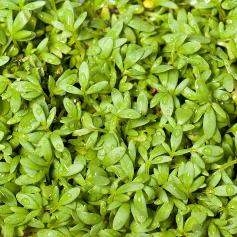 Bahçe Teresi(Garden Cress) Tohumu(100 tohum)