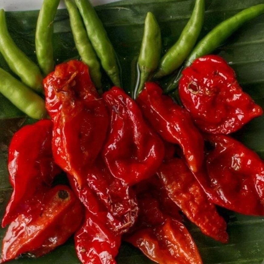 Zehir Gibi Acı Dünyanın En Acı Biberi Bhut Jolokia Fidesi (2 Adet Fide)