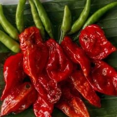 Zehir Gibi Acı Dünyanın En Acı Biberi Bhut Jolokia Fidesi (2 Adet Fide)