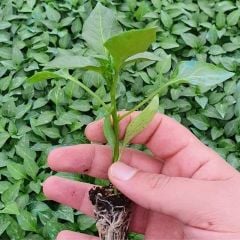 Zehir Gibi Acı Dünyanın En Acı Biberi Bhut Jolokia Fidesi (2 Adet Fide)