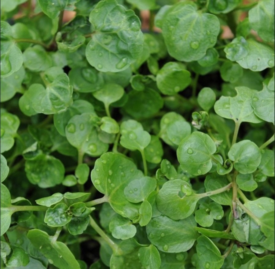 Su Teresi Water Cress Tohumu (40 tohum)