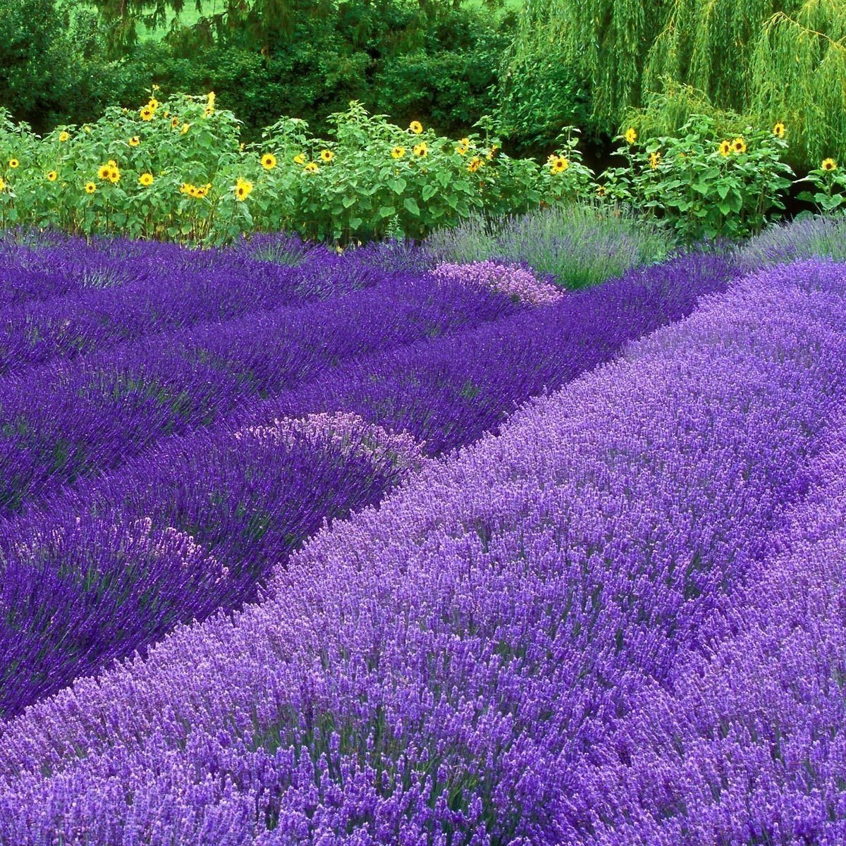 Lavandula Angustifolia Lavanta Çiçeği Tohumu(10 gram)