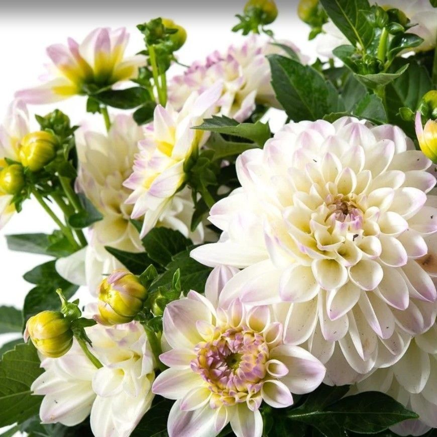 Katmerli İri Çiçekli Power White Lilac Yıldız Dahlia Çiçeği Fidesi (10 adet)