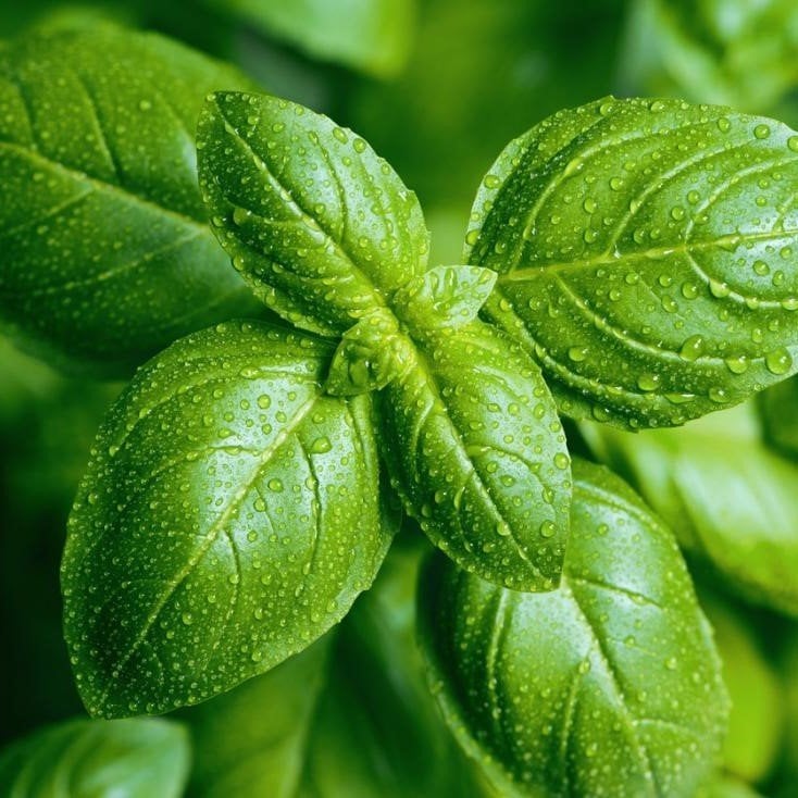 Tatlı Geniş Yapraklı Fesleğen Tohumu (100 gram)