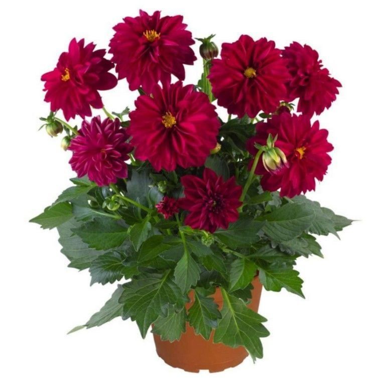 Katmerli İri Çiçekli Power Burgundy Yıldız Dahlia Çiçeği Fidesi (10 adet)