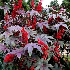 Ricinus Communis Kene Çiçeği Tohumu (5 tohum)