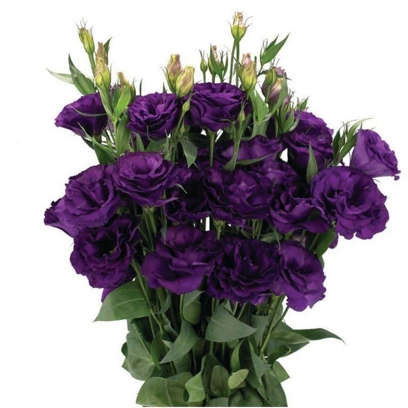 Katmerli Advantage Purple Lisianthus Çiçeği Fidesi (10 Adet)