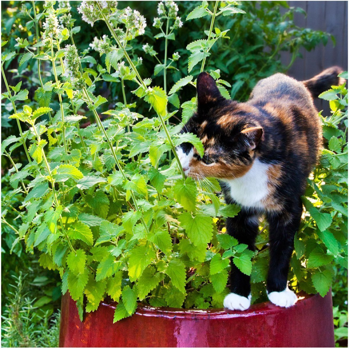 Kedi Otu Tohumu (75 tohum)