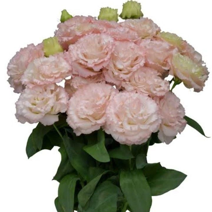 Katmerli Light Pink Lisianthus Çiçeği Fidesi (3 Adet)