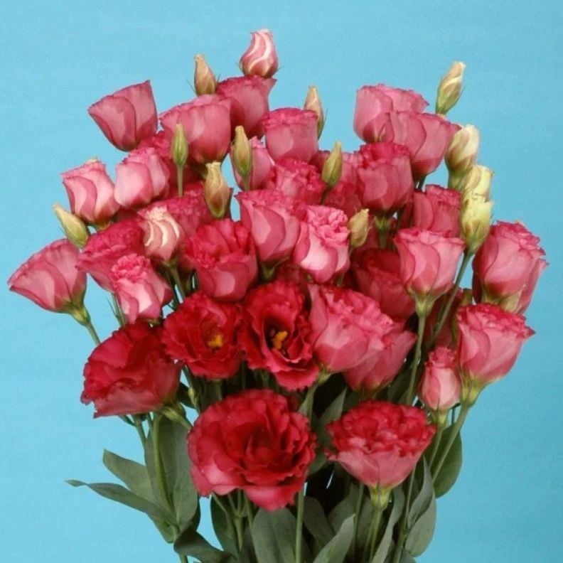 Katmerli Advantage Crimson Lisianthus Çiçeği Fidesi (3 Adet)