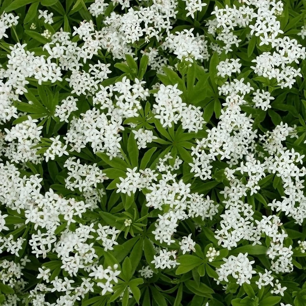 Büyük Diş Otu(Yalancı Diş Otu)Ammi Majus Çiçeği Tohumu(20 tohum)