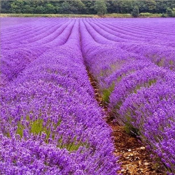 Lavandula Angustifolia Lavanta Çiçeği Tohumu(25000 tohum)