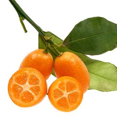 Tüplü Kabuğuyla Yenen Nagami Kamkat Fidanı