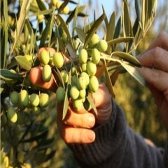 Tüplü İspanyol Arbequina Erken Verime Yatan Bodur Zeytin Fidanı 1 Yaşında