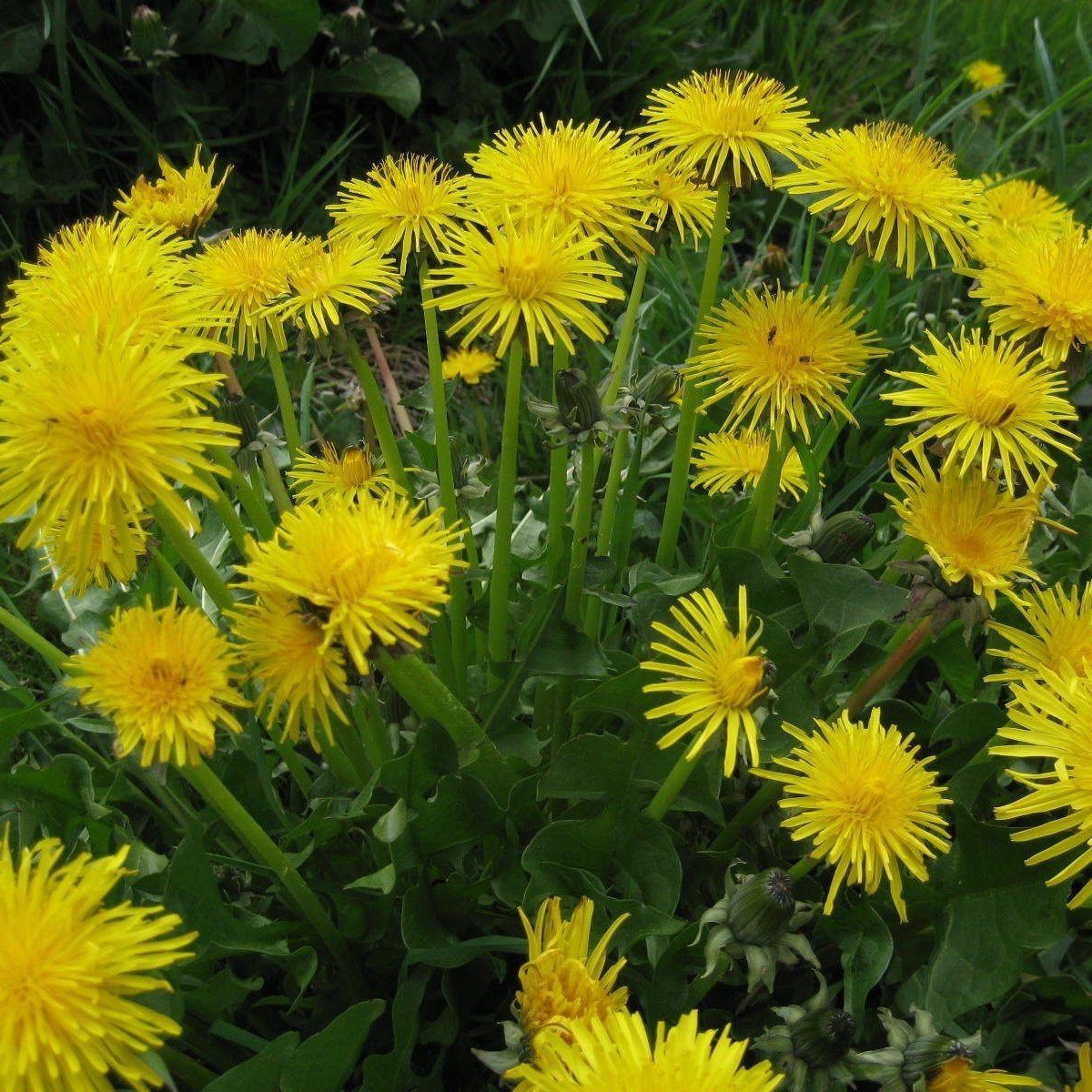 Aromatik Dandelion Taraxacum Officinale Karahindiba Çiçeği Tohumu(100 tohum)