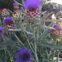 Kenger Otu(Cynara Cardunculus) Tohumu(5 tohum)