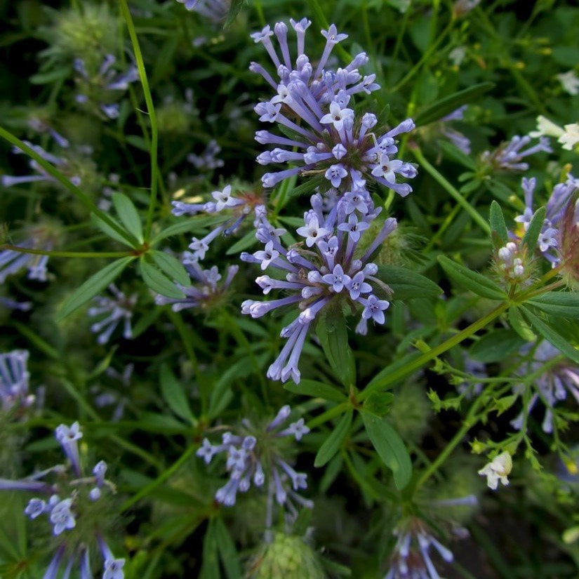 İnce Otu(Asperula Orientalis Blue Surprise) Tohumu(20 tohum)