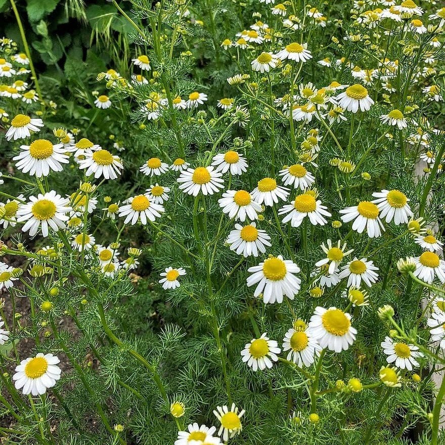 Aromatik Sarı Papatya Çiçeği Tohumu(100 tohum)