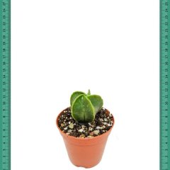 Nadir Çeşit Astrophytum Nudum Kaktüs (Mini Saksıda)