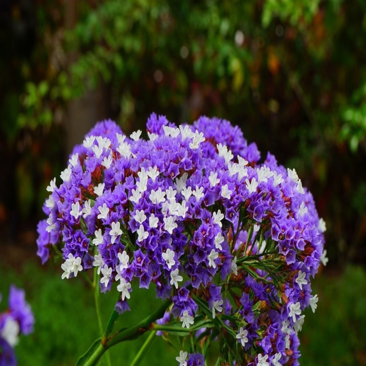 Limonium Sinuatum Lilac Lavender Deniz Lavantası Tohumu(30 tohum)