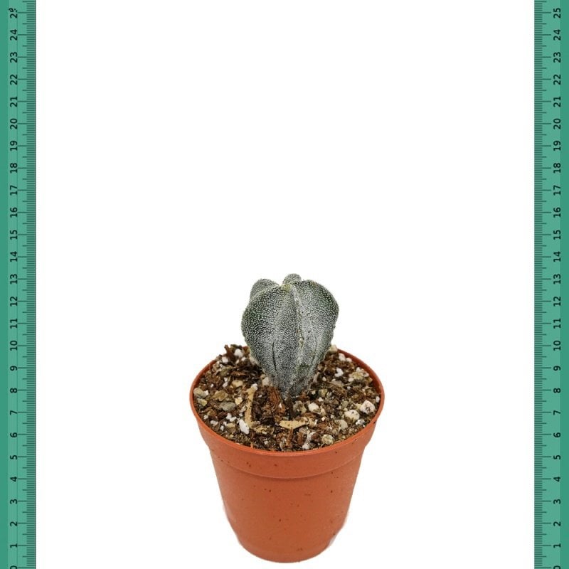 Koleksiyonluk Astrophytum Coahuilese Kaktüs (Mini Saksıda)