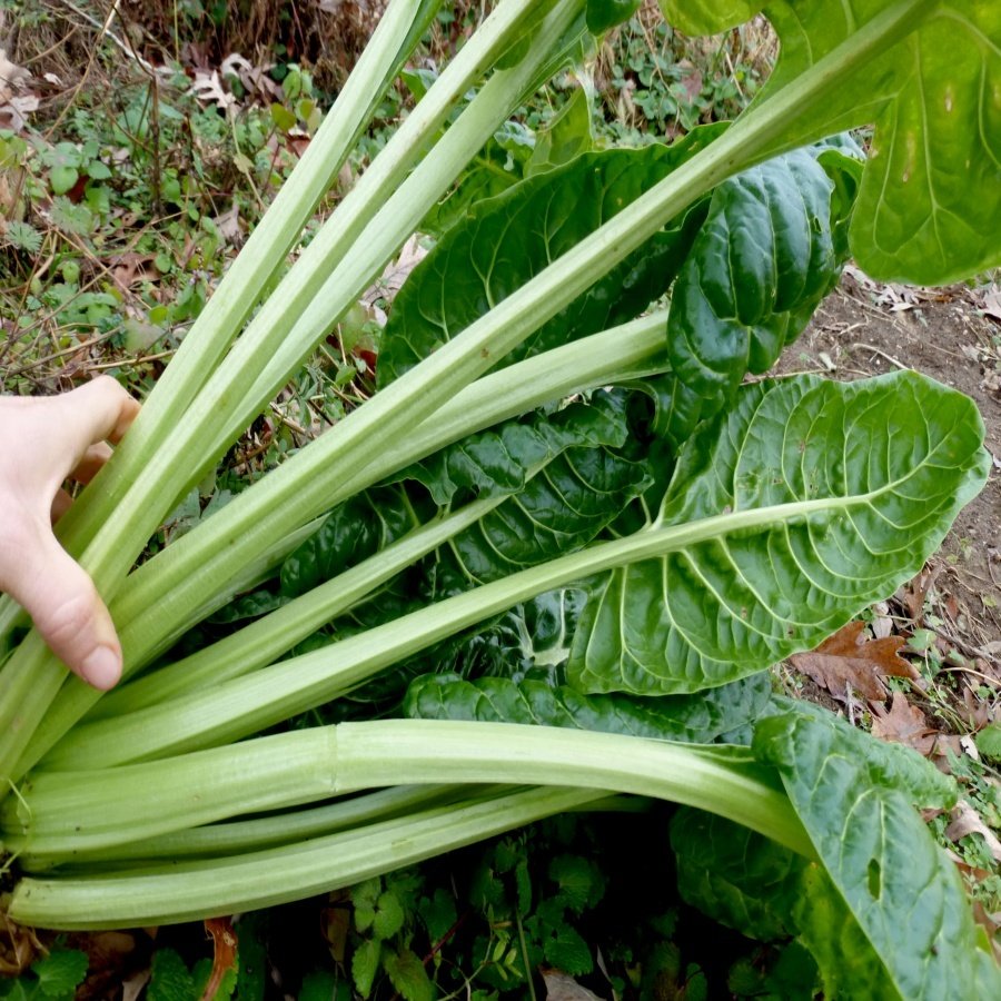 Lezzetli Geniş Yapraklı Pazı Tohumu (10 Gram)