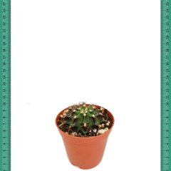 Şapkalı Fesli Gymnocalycium Mihanovichi Kaktüs (Mini Saksıda)