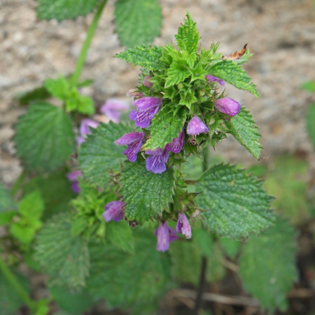 Horehound Marrubium Vulgare Bitkisi Tohumu(100 tohum)