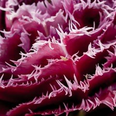 Brest Koyu Pembe Fırfırlı Lale Soğanı (5 adet)