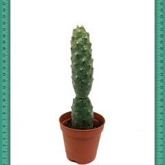 Özgürlük Kaktüsü Tephrocactus Diadematus İnermis Kaktüs(Mini Saksıda)