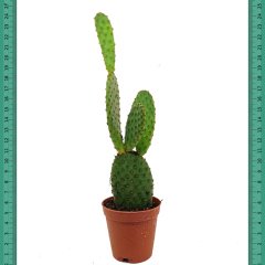 Opuntia Rufida Tavşan Kaktüs (Mini Saksıda)