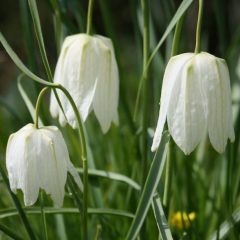 Fritillaria Alba Süt Beyaz Ters Lale Soğanı (1 adet)