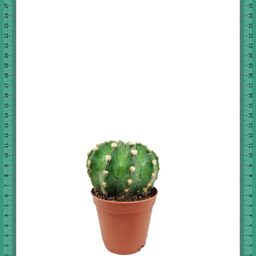 Beyaz Çiçekli Echinopsis Subdenudata Kaktüs (5.5 Luk Saksıda) İri Kırmızı Çiçekli Kaktüs (Mini Saksıda)