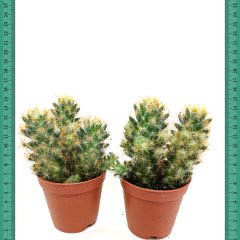 Multi Yavrulu Mammillaria Prolifera Kaktüs (5.5 Luk Saksıda) İri Kırmızı Çiçekli Kaktüs (Mini Saksıda)