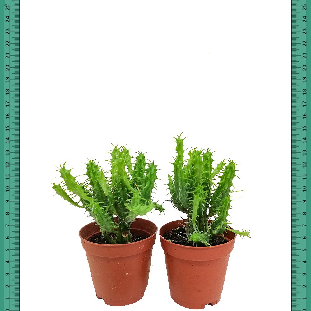 Yavrulayarak Büyüyen Dikensiz Euphorbia Mammillaris Kaktüs(Mini Saksıda)