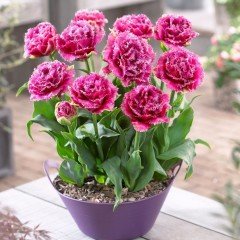 Mascotte Pembe Fırfırlı Lale Soğanı (5 adet)