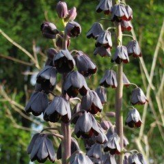 Mor Renkli Fritillaria Persica Purper Ters Lale Soğanı(1 adet)