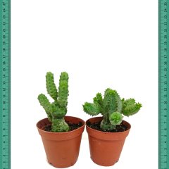 Euphorbia Pseudoglobosa Hızlı Gelişen Bol Yavrulu (Mini Saksıda)