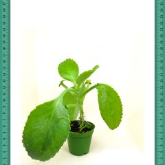 Kalanchoe Laetivirens Renklerin Dansı Sukulent (Mini Saksıda)
