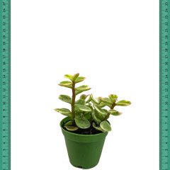 Crassula Yeşil Elmas Afra Sukulent (Mini Saksıda)