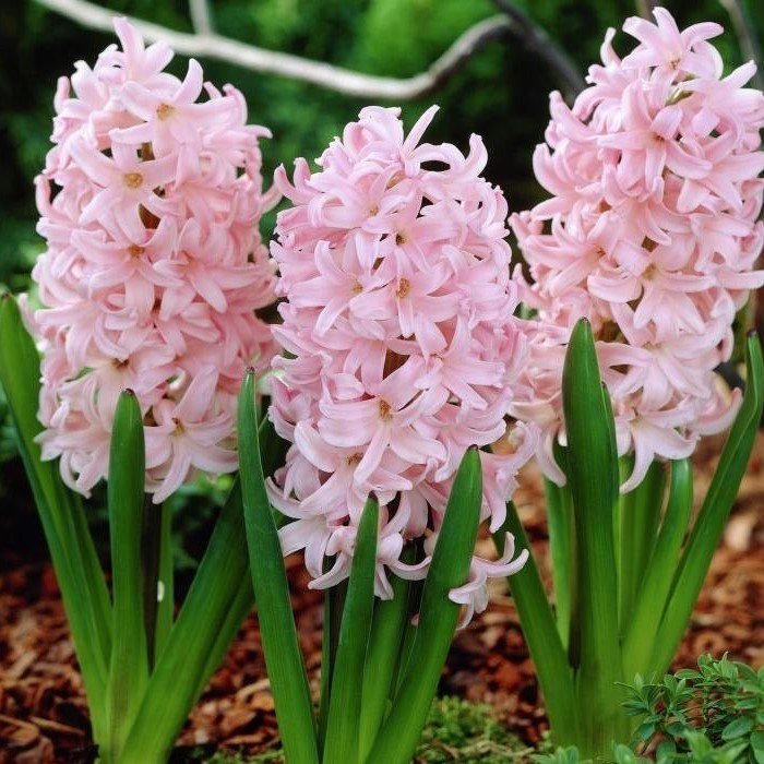 Pink Surprise Sümbül Soğanı (3 adet)
