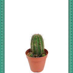 Echinopsis Sarı Çiçekli Kaktüs (5.5 Luk Saksıda) (5.5 Luk Saksıda)