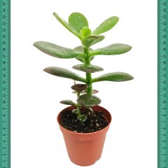 Bonsai İçin Uygun Crassula Ovata Minor Feng Shui (Mini Saksıda)