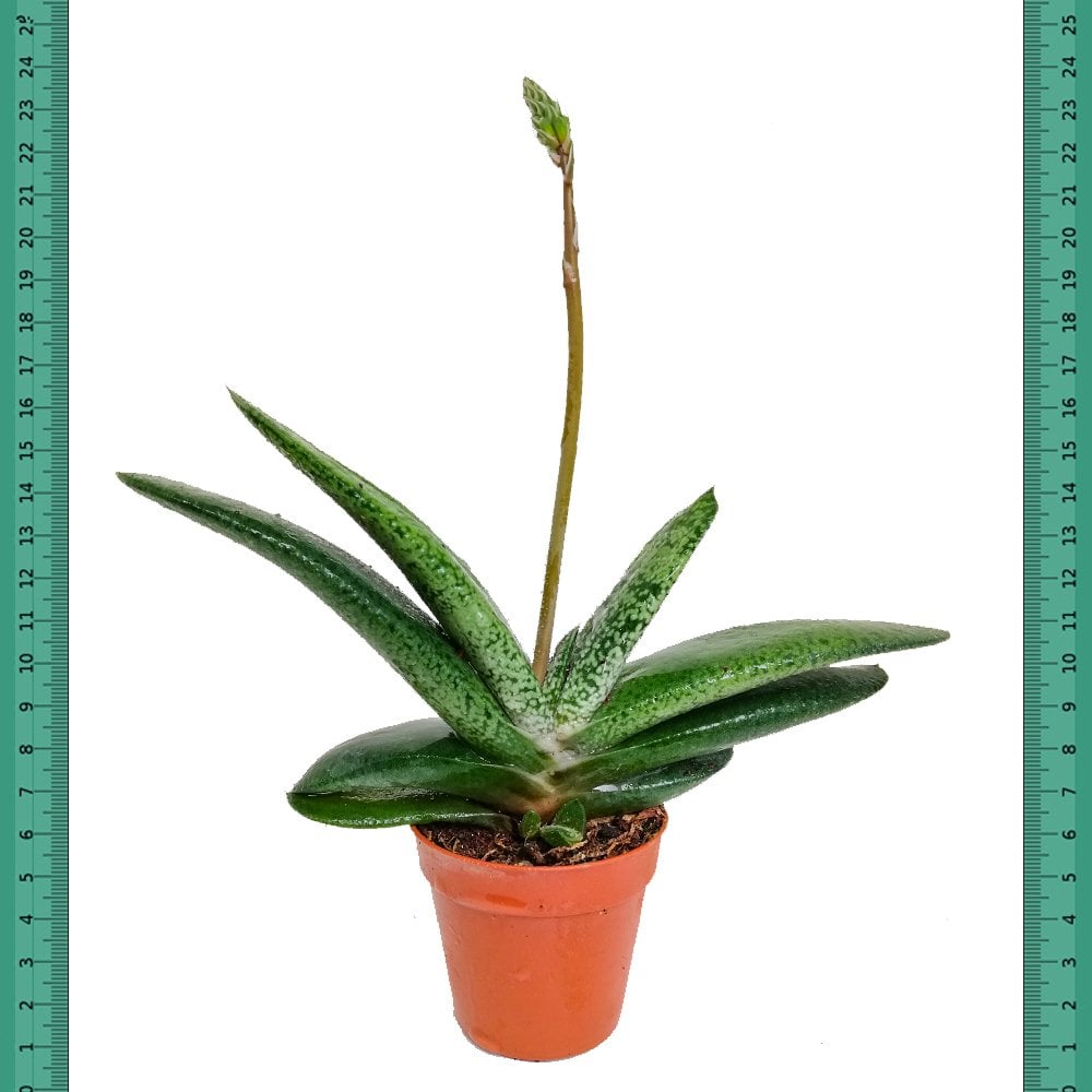 Mandal Dili Gasteria Pillansi Sukulent(Mini Saksıda)