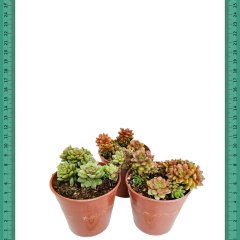 Kızaran Yapraklar Sedum Little Gem Sukulent(Mini Saksıda)