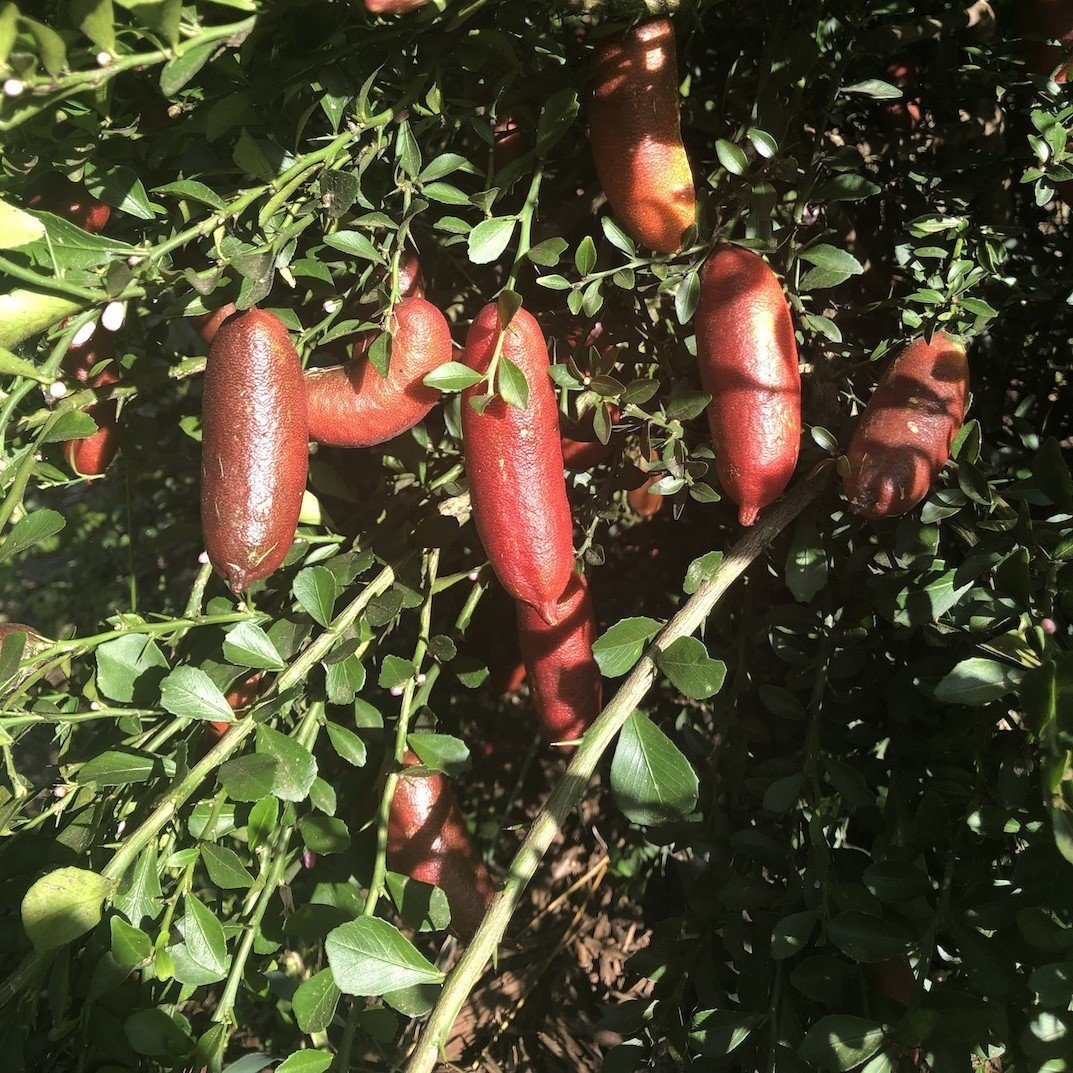 Tüplü Havyar Limon Kırmızı Champagne Finger Lime Fidanı